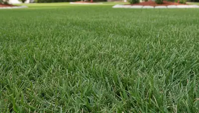 Close-up of perfectly mowed grass showing expert lawn care quality in New Port Richey, FL