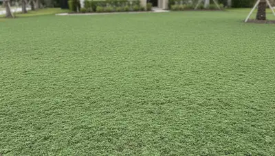 Fresh hydroseeded lawn in New Port Richey FL showing even green slurry coverage and soil preparation
