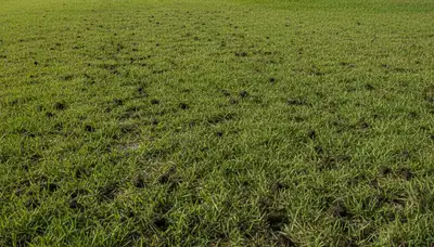 Healthy New Port Richey lawn recovering after aeration service with thicker, greener turf and improved soil health